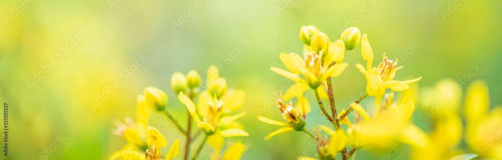 Fototapeta premium Amazing nature view of yellow leaf on blurred greenery background in garden and sunlight with copy space using as background natural green plants landscape, ecology, fresh wallpaper concept.
