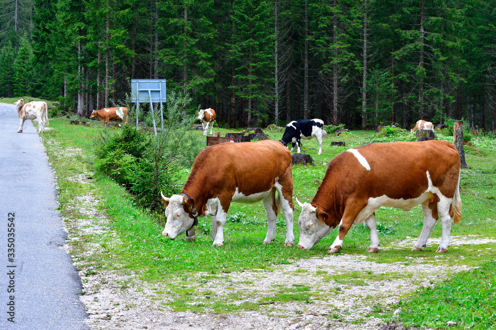Obraz premium Kuhherde auf einer Straße in den Alpen