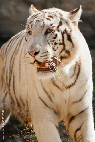 Wei  er Bengal-Tiger  Panthera tigris tigris 
