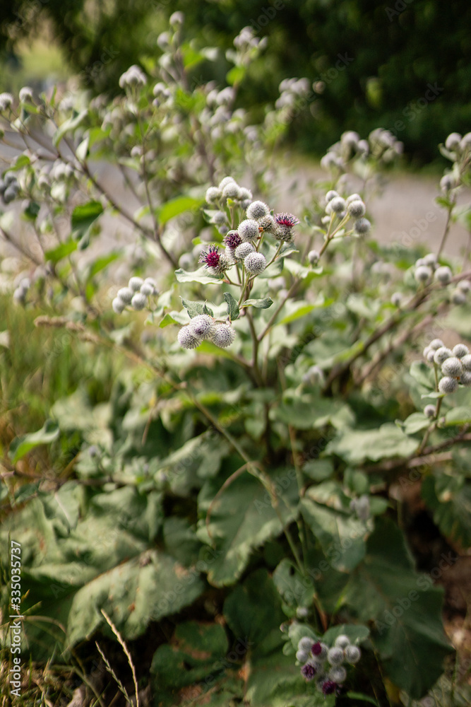 Arctium is a genus of biennial plants commonly known as burdock, family Asteraceae. Native to Europe and Asia Arctium is a genus of biennial plants commonly known as burdock, family Asteraceae. Native to Europe and Asia