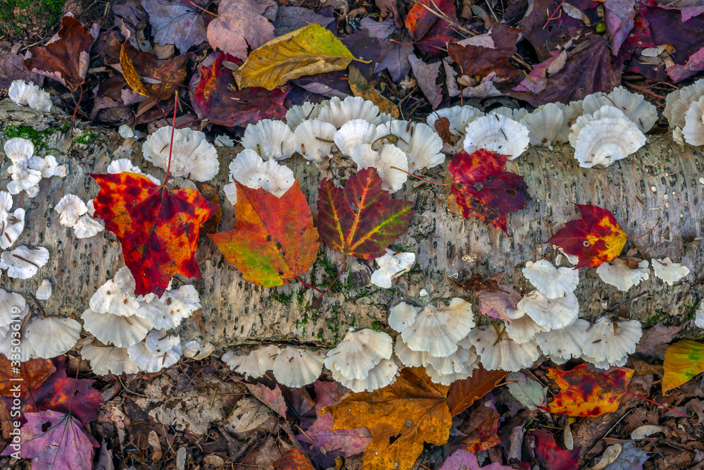 Autumn leaves in forest