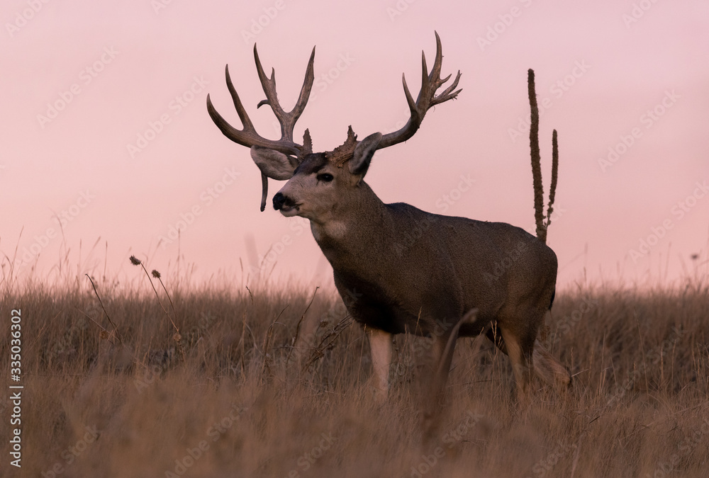 Mule Deer Buck at Sunset in Colorado in Fall Mule Deer Buck at Sunset in Colorado in Fall