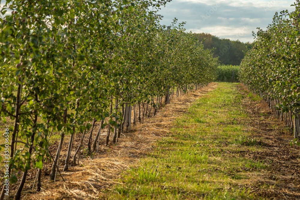 Orchard with young apple trees. Harvest time.