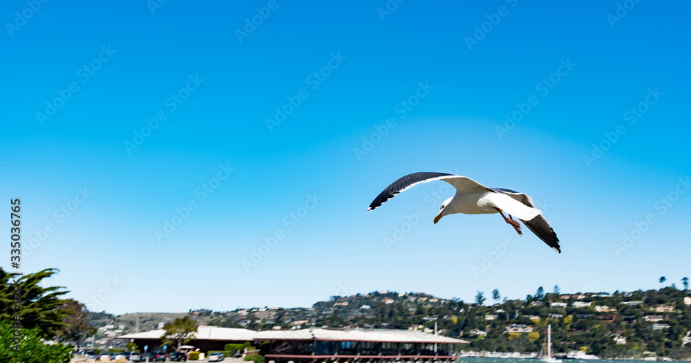 Seagull closeup shot while flying over a beach or bay area in Sausalito California