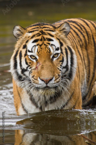 Sibirischer Tiger  Panthera tigris altaica 