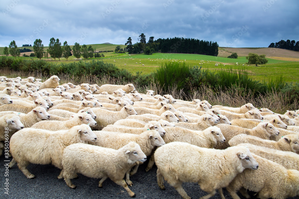 Fotografie White thin sheeps wool