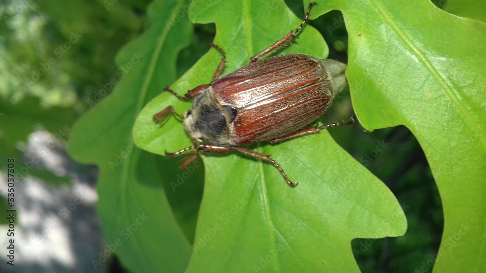 beetle on leaf beetle on leaf