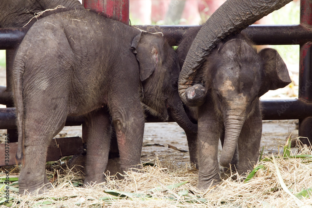 Fototapeta premium elephant