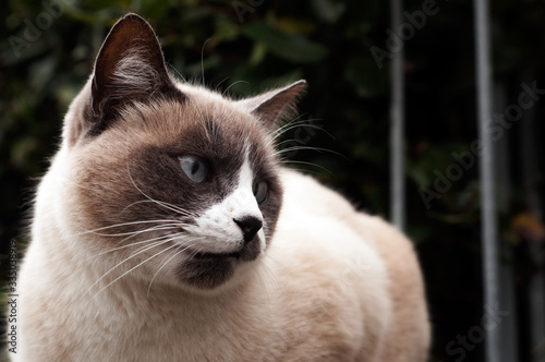 beautiful portrait of a cranky seal-point cat outdoor. close-p of a cat. blue eyes cat.