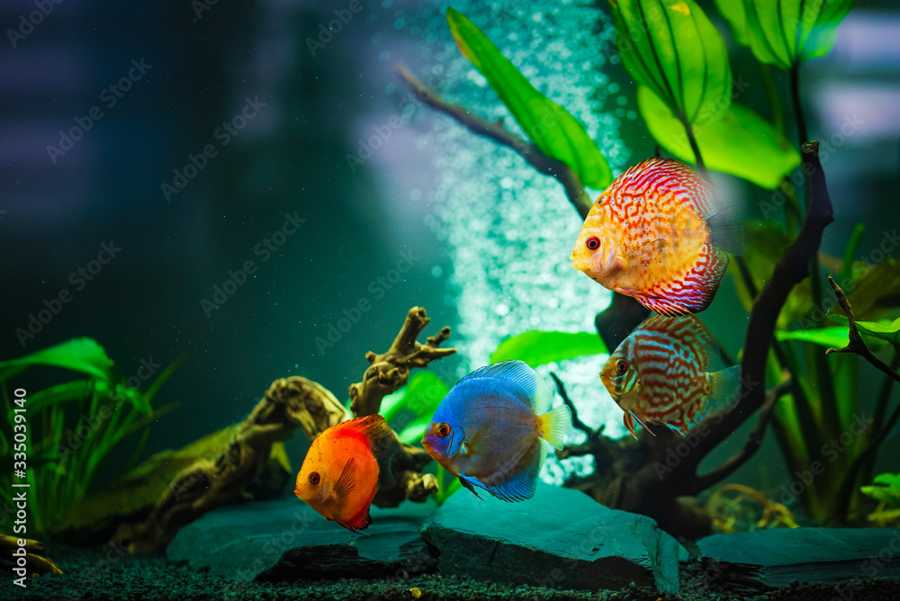 Ταπετσαρία Colorful fish from the spieces Symphysodon discus in aquarium
