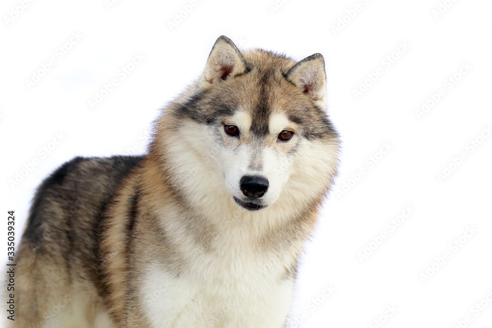 Siberian Husky dog  gray and white colors portrait with white background and have copy space.