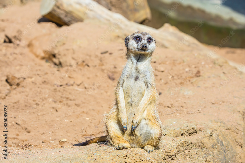 Fototapeta premium Funny meerkatin the zoo aviary