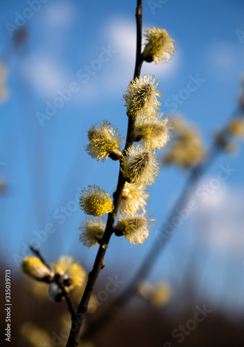 Poplar flowering catkins in early spring