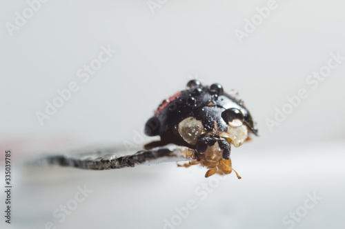 ladybug on a white background closeup
