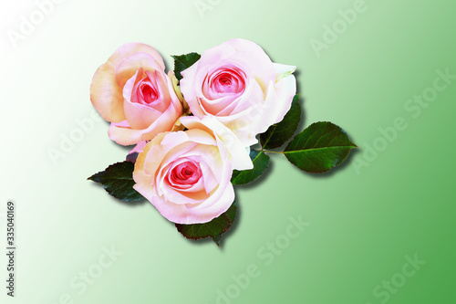 Flowers Roses. Leaves. Shadow. Isolated on a green gradient background. Top view.
