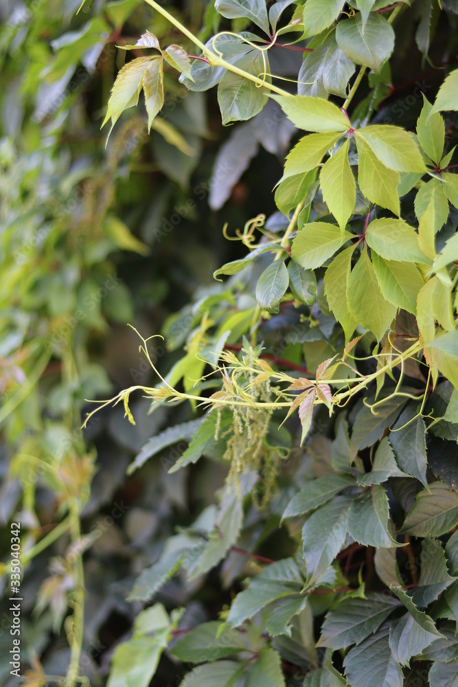 Obraz premium Green Ivi wall in garden