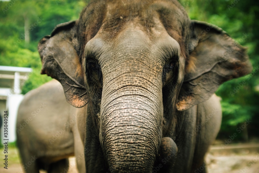 Fototapeta premium Portrait close up face of beautiful big elephant in Thailand zoo.