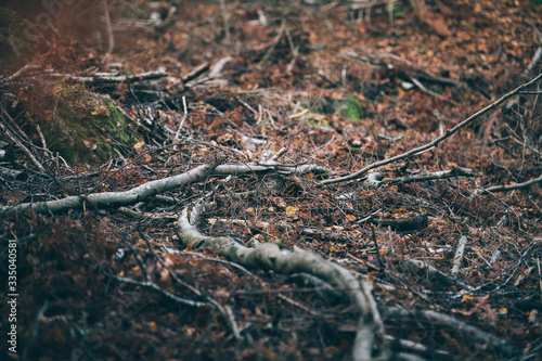 Tree branches lie on the ground.