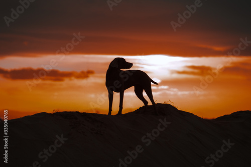 Sunset dog silhouette