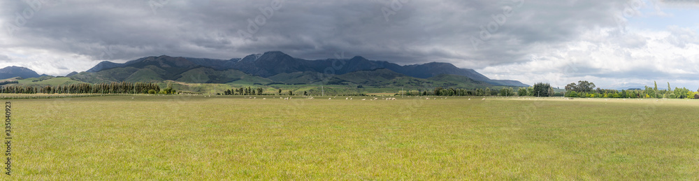 sheep in green country landscape, near The Key, New Zealand