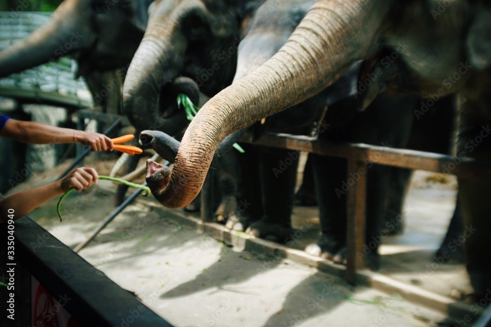 Naklejka premium Close up person hand feeding vegetable to giant elephant trunk in the zoo.Cute thai animal.