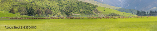 irrigation plant and deer herd in green countryside, near Athol, New Zealand