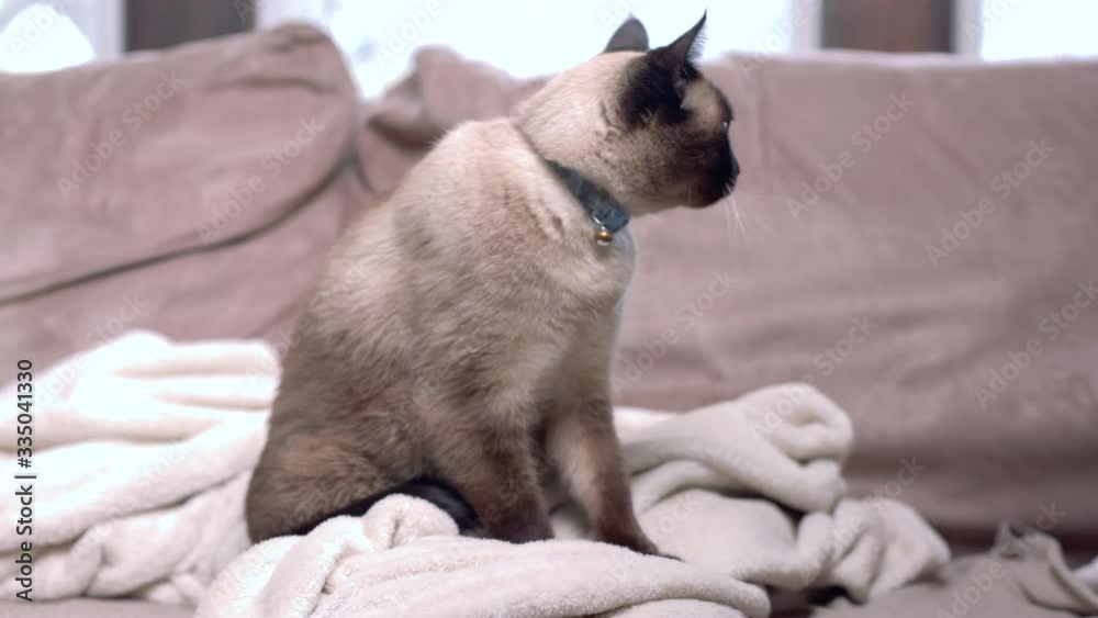 Video „Cat Kneading Blanket on Couch. a close up handheld view of a