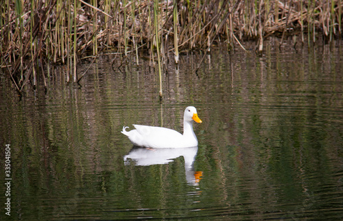 white duck on a lake