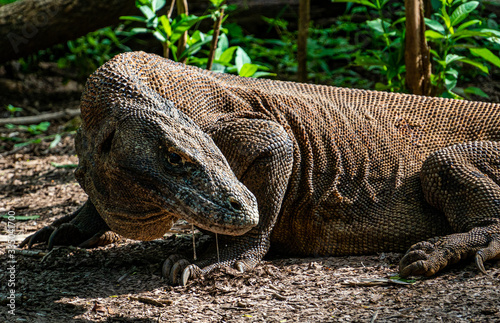 Komodo dragon on Komodo island in the green in Indonesia the only place where they can be found photo