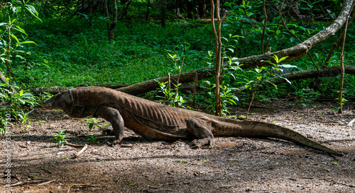 Komodo dragon on Komodo island in the green in Indonesia the only place where they can be found