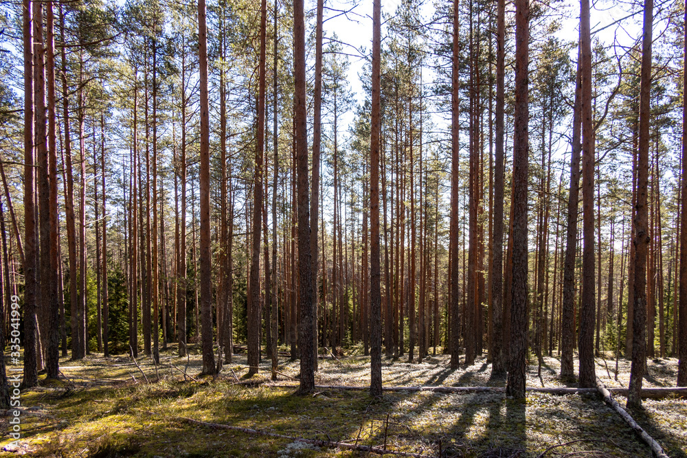 Panorama of beautiful trees at forest in sunrays at sunrise, selective focus. Nature backdrop with plant landscape Panorama of beautiful trees at forest in sunrays at sunrise, selective focus. Nature backdrop with plant landscape