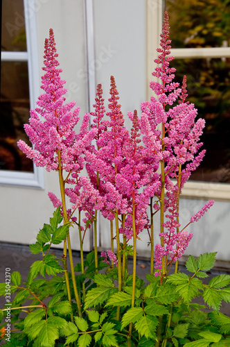 pink astilbe flowers