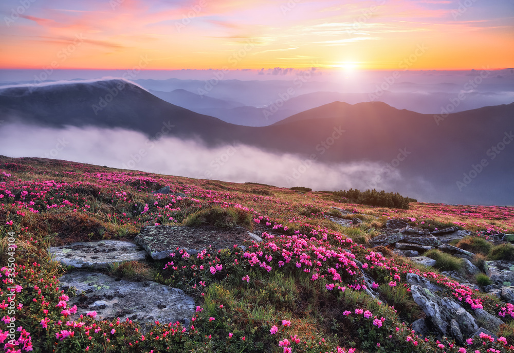 Morning scenery of meadows with blooming rhododendron, fog, high mountains and sunset. Majestic summer scenery. Location place the Carpathian, Ukraine, Europe. Morning scenery of meadows with blooming rhododendron, fog, high mountains and sunset. Majestic summer scenery. Location place the Carpathian, Ukraine, Europe.