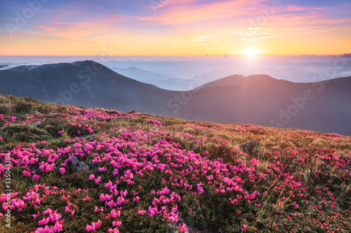 Fototapeta Naklejka Na Ścianę i Meble -  Marvelous summer day. The lawns are covered by pink rhododendron flowers. Beautiful photo of mountain landscape. Concept of nature rebirth. Location place Carpathian, Ukraine, Europe.