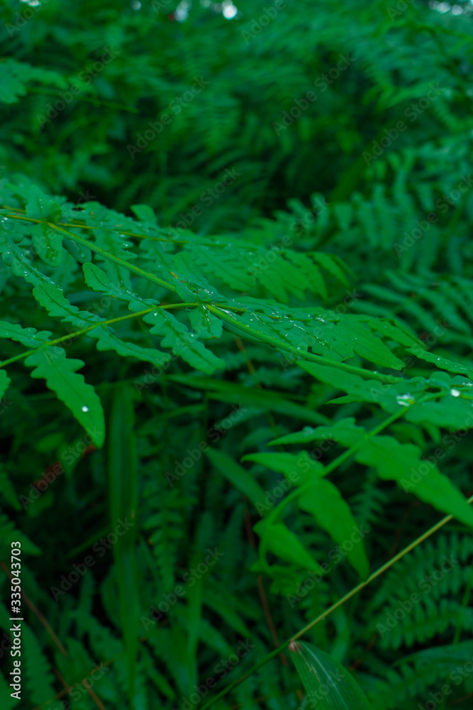 abstract green background abstract green background
