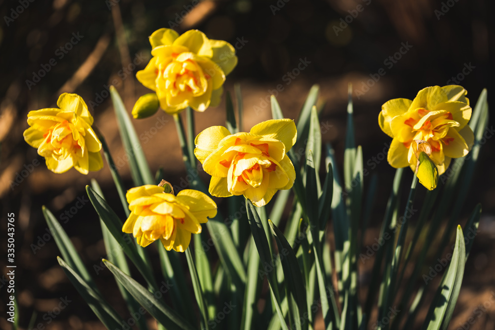 Obraz premium Yellow Daffodil Narcissus flowers outdors in spring