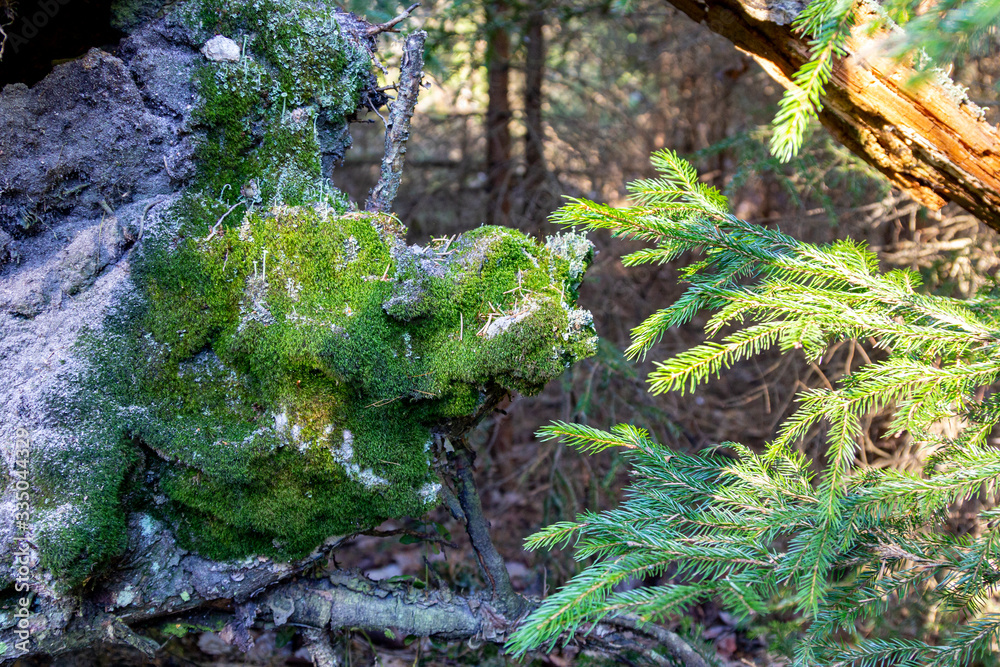 Old forest stump with green moss on background of sunlight, selective focus, blurred nature backdrop Old forest stump with green moss on background of sunlight, selective focus, blurred nature backdrop