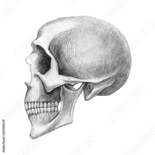 Drawing by hand with a simple pencil. Human skull