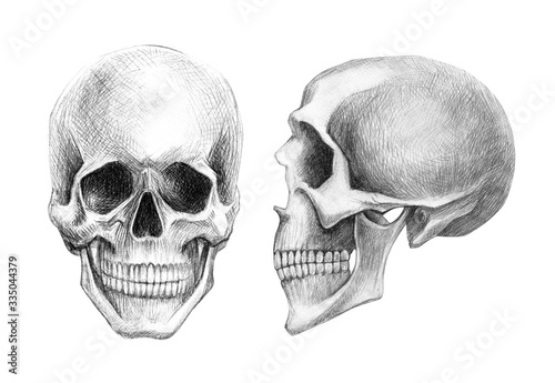 Drawing by hand with a simple pencil. Human skull