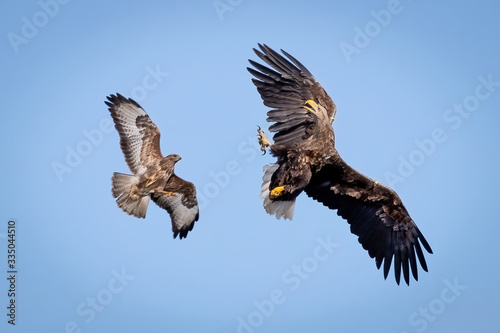 Eagle in flight fighting with a Buzzard