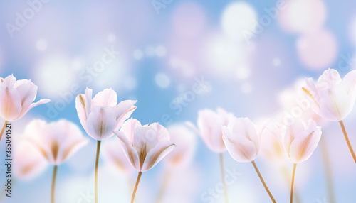 weiße tulpen blauer himmel