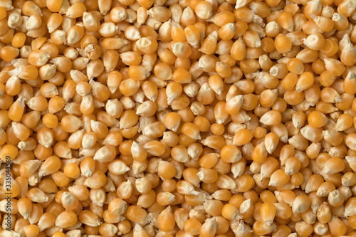 Dried corn kernels