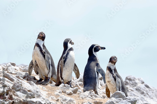 Humboldt penguin (Spheniscus humboldti), group walking in freedom on a rocky boulder of the Ballestas Islands in Paracas, Peru.