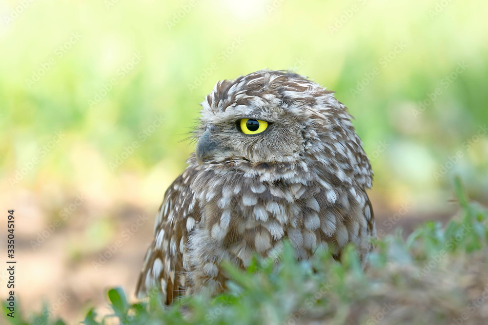 Burrowing owl (Athene cunicularia), detail of the head of beautiful specimen in freedom Burrowing owl (Athene cunicularia), detail of the head of beautiful specimen in freedom