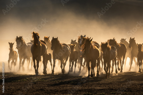 Free horses  left to nature at sunset. Cappadocia  Turkey