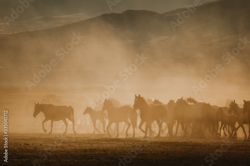 Fototapeta Naklejka Na Ścianę i Meble -  Free horses, left to nature at sunset. Cappadocia, Turkey