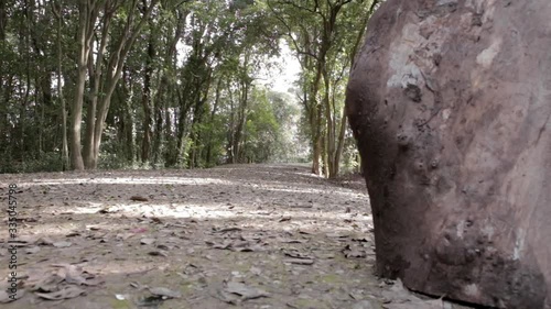 Wallpaper Mural CAMINO INTERNO EN BOSQUE Torontodigital.ca