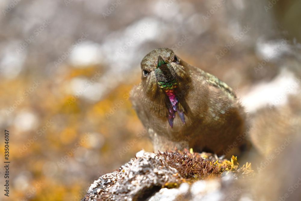 olivaceous Thornbill (Chalcostigma olivaceum) perched on a rock in the Andean heights. olivaceous Thornbill (Chalcostigma olivaceum) perched on a rock in the Andean heights.