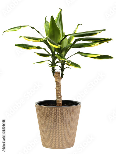 flower Dracaena Fragrans Golden Coast in a flower pot on a white background