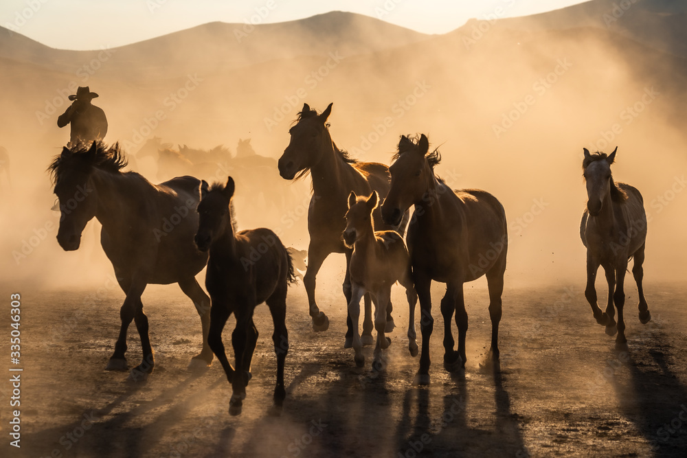 Fototapeta premium Free horses, left to nature at sunset. Cappadocia, Turkey